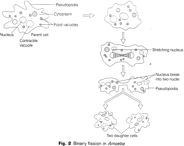 Lab Manual: Binary Fission in Amoeba and Budding in Yeast - Class 10