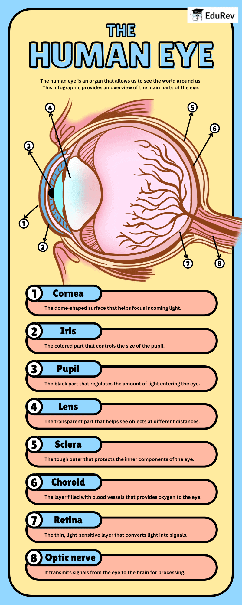 Infographics: The Human Eye | Science Class 10