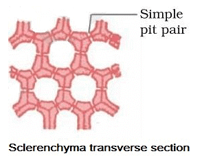 Tissues Summary Class 9 Science Chapter 6