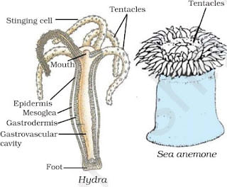 Diversity in Living Organisms Summary Class 9 Science
