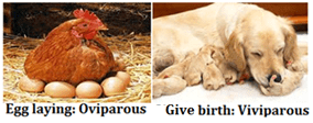 Modes of Reproduction - Class 10