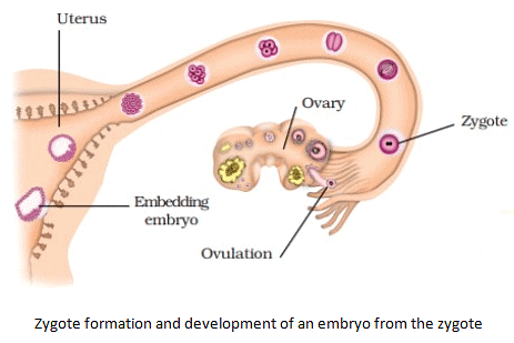Reproduction in Animals Summary Class 8 NCERT Summary Chapter 6
