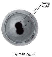 Class 4 Science Chapter 6 Question Answers - Reproduction in Animals