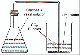 Fermentation of sugar results in the production of ethyl alcohol and CO2.
