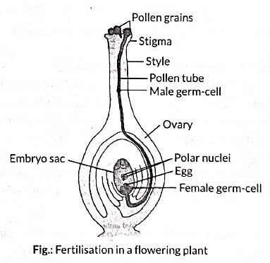 Class 10 Science Chapter 7 Previous Year Questions - How do Organisms Reproduce?