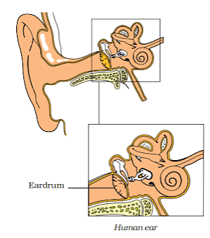 Sound Summary Class 8 NCERT Summary Chapter 11