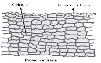 Tissues Summary Class 9 Science Chapter 6