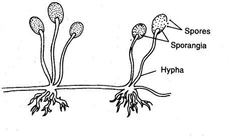 Spore Formation in Rhizopus                 