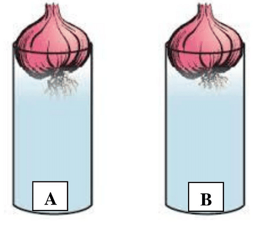 Important Tables and Diagrams: Tissues - Class 9