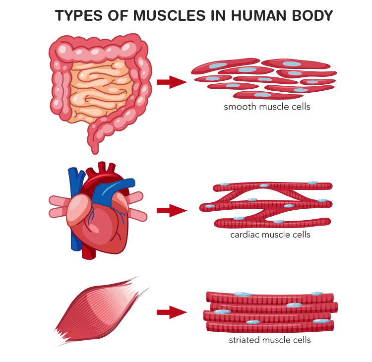 NCERT Exemplar: Tissues | Science Class 9