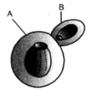 Class 10 Science Chapter 7 HOTS Questions - How Do Organisms Reproduce