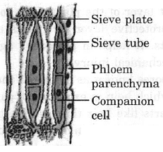 Class 9 Science Chapter 6 Question Answers - Tissues