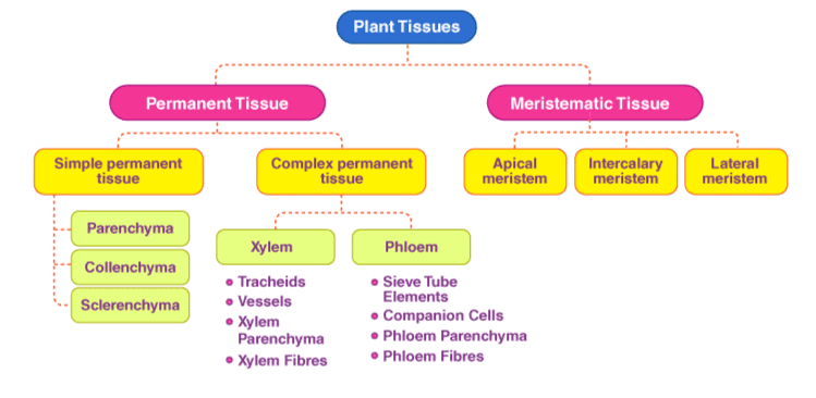 Mnemonics: Tissues | Science Class 9