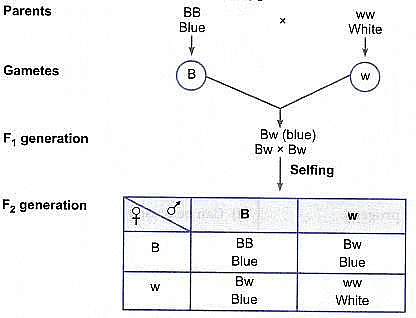 Class 10 Science Chapter 8 Previous Year Questions - Heredity and Evolution