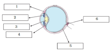 NCERT Exemplar Solutions: Light | Science Class 8
