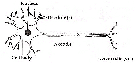 Class 10 Science Chapter 6 Previous Year Questions - Control and Coordination