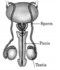 Male Reproductive Organs