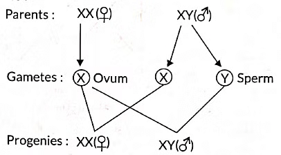 Class 10 Science Chapter 8 Previous Year Questions - Heredity and Evolution