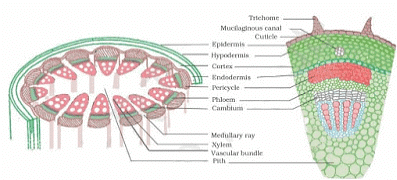 Tissues Summary Class 9 Science Chapter 6