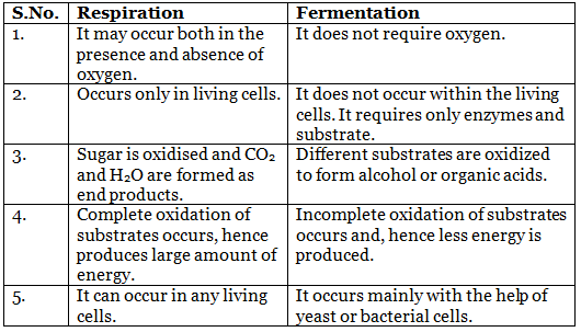 Differences Between Aerobic And Anaerobic Respiration Science Life