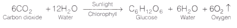 Lab Manual: Light is Necessary for Photosynthesis - Class 10