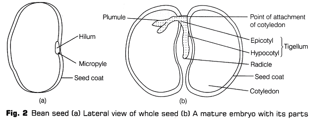 Lab Manual: Dicot Seed - Class 10