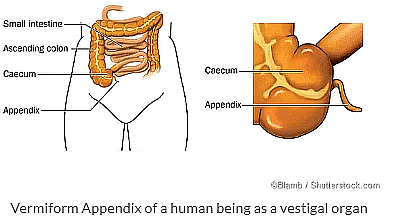 Class 10 Science Chapter 8 Previous Year Questions - Heredity and Evolution