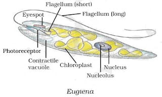 Diversity in Living Organisms Summary Class 9 Science