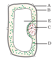 NCERT Exemplar Solutions: Cell - Structure & Functions | Science Olympiad Class 8