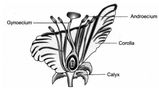 Class 10 Science Chapter 7 Question Answers - How do Organisms Reproduce?