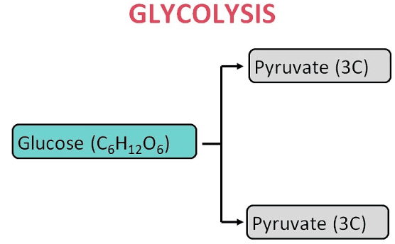 Mnemonics: Life Processes | Science Class 10