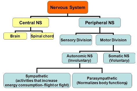 Central Nervous System & Human Brain | Science Class 10