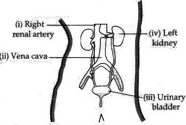 Class 10 Science: CBSE Sample Question Paper (2019-20) - 2 | Science Class 10