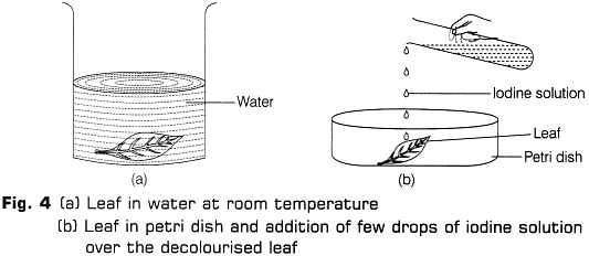 Lab Manual: Light is Necessary for Photosynthesis - Class 10