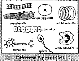 Class 9 Science: Sample Question Paper- 12 (With Solutions)