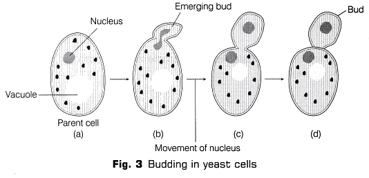 Lab Manual: Binary Fission in Amoeba and Budding in Yeast - Class 10