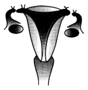 Class 10 Science Chapter 7 HOTS Questions - How Do Organisms Reproduce