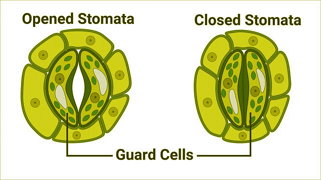 Important Diagrams: Life Processes | Science Class 10