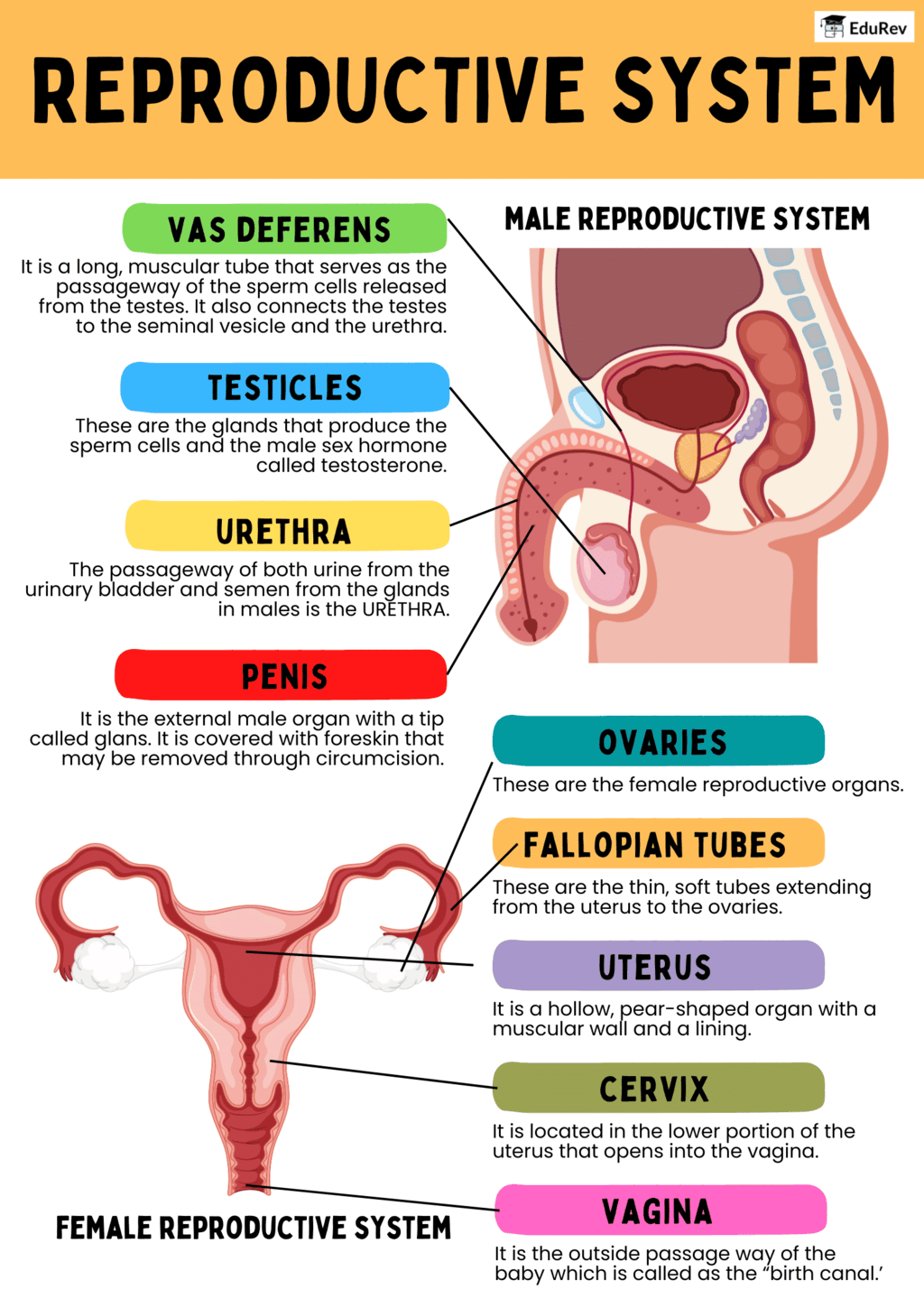 Infographics: Human Reproductive System | Science Class 10