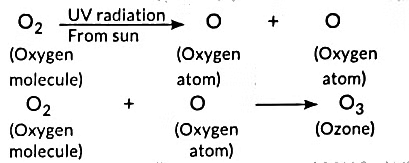 Class 10 Science - Previous Year Questions - Our Environment