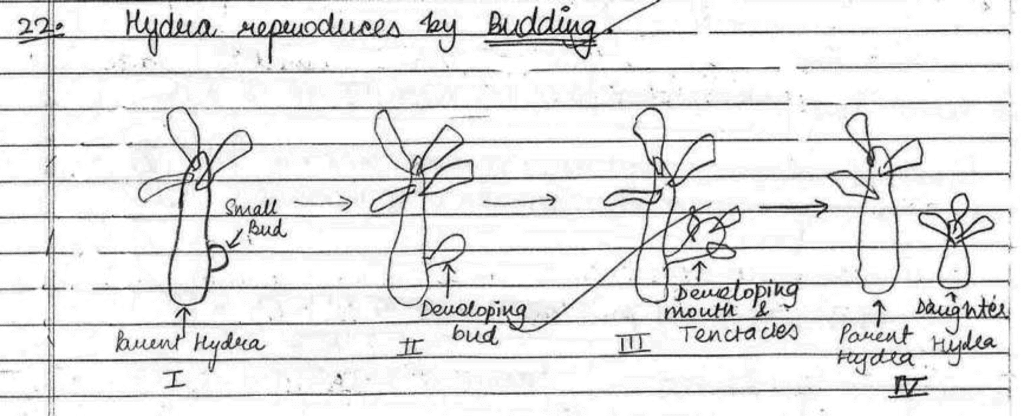 Science Topper`s Answer Sheet - 2019, Class 10