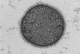 Kerala Declares Bacillus Subtilis `State Microbe`
