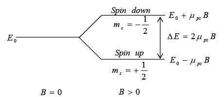 The energy levels of a proton in a magnetic field are split into spin-up and spin-down sublevels.  