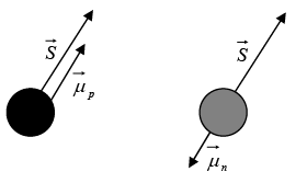 Spin magnetic moment  and spin angular momentum  directions for neutron and protons.