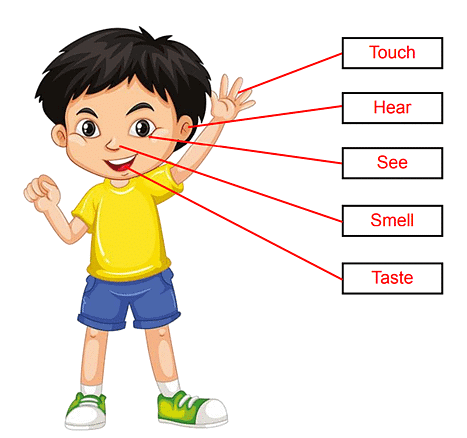Worksheet Solutions: Our 5 Senses - 1 | General Knowledge for Young Learners - Class 1