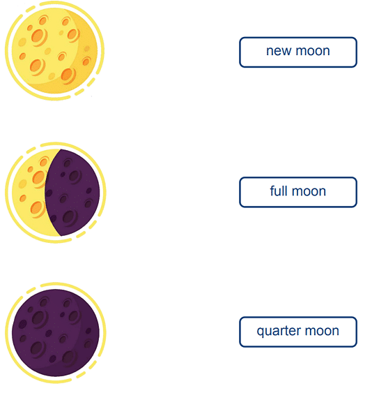 Worksheet: Different Shapes of Moon | General Knowledge for Young Learners - Class 1