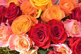 Facts on Flowers | General Knowledge for Young Learners - Class 1