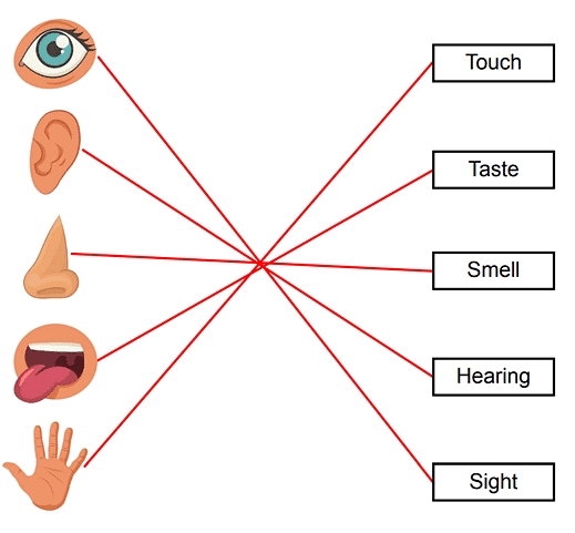 Worksheet Solutions: Our 5 Senses - 2 | General Knowledge for Young Learners - Class 1