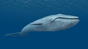 Endangered Animals | General Knowledge for Young Learners - Class 1