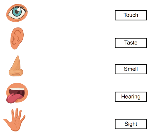 Worksheet: Our 5 Senses - 2 | General Knowledge for Young Learners - Class 1
